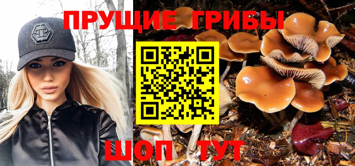 Тара  Галлюциногенные грибы мицелий  закладка  Вход с VPN 